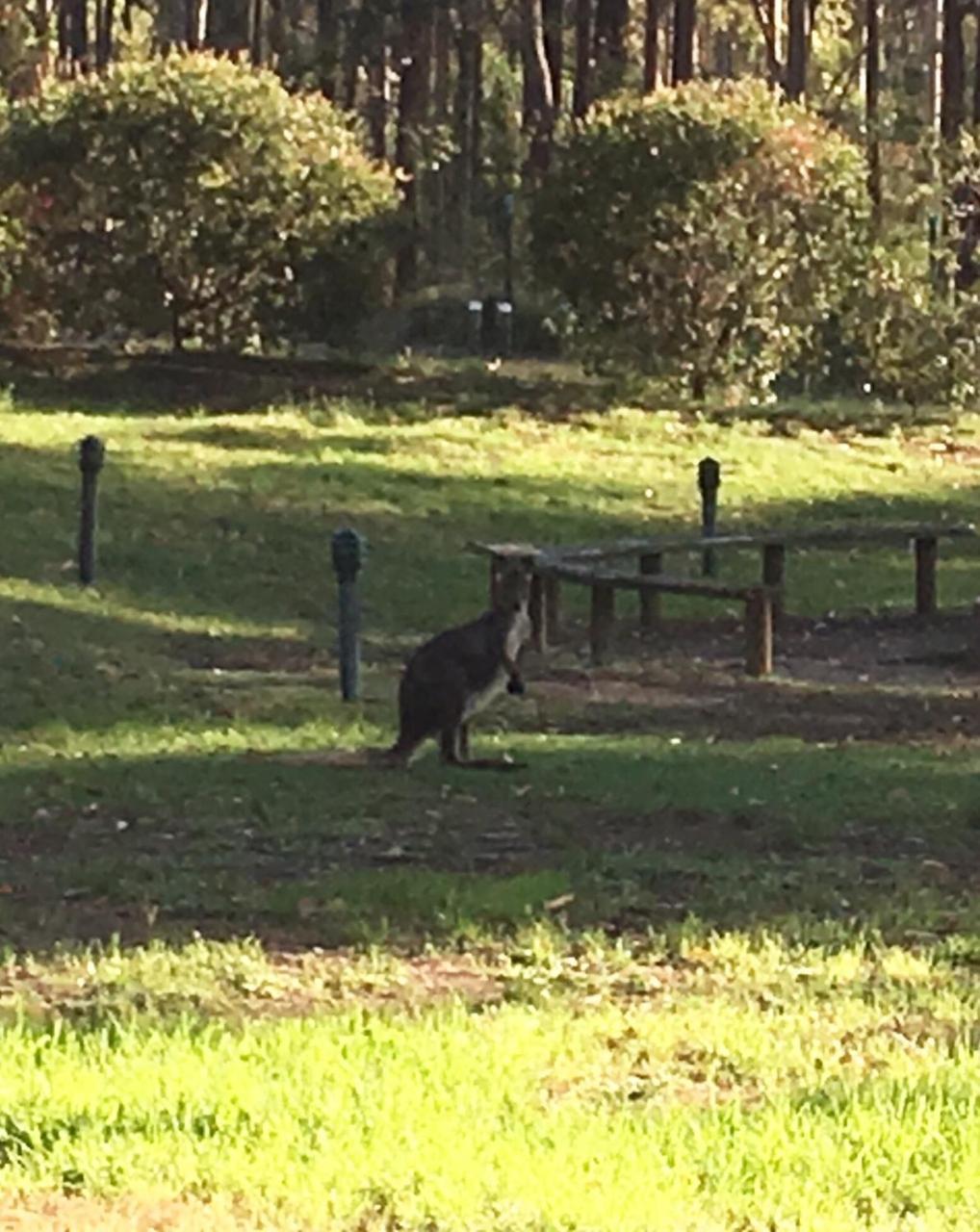 Hunter Valley Retreat Quorrobolong Eksteriør billede